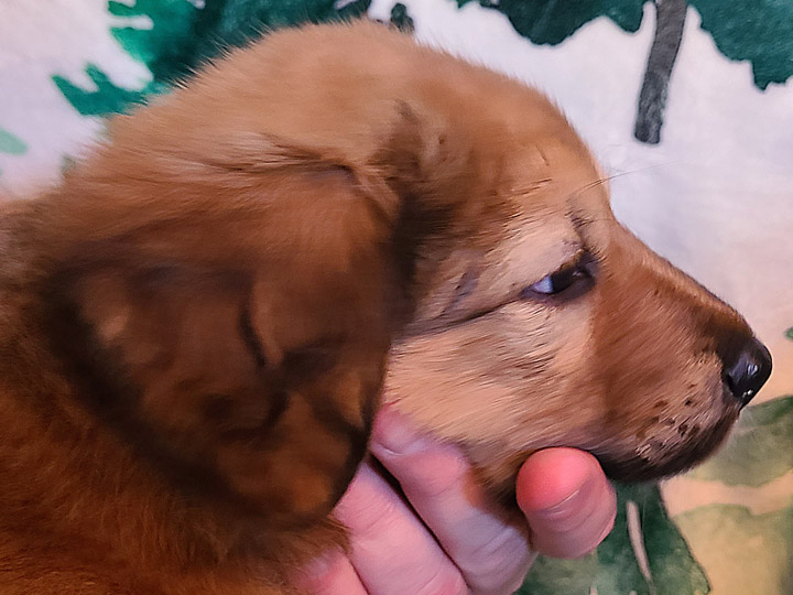 chinook puppy